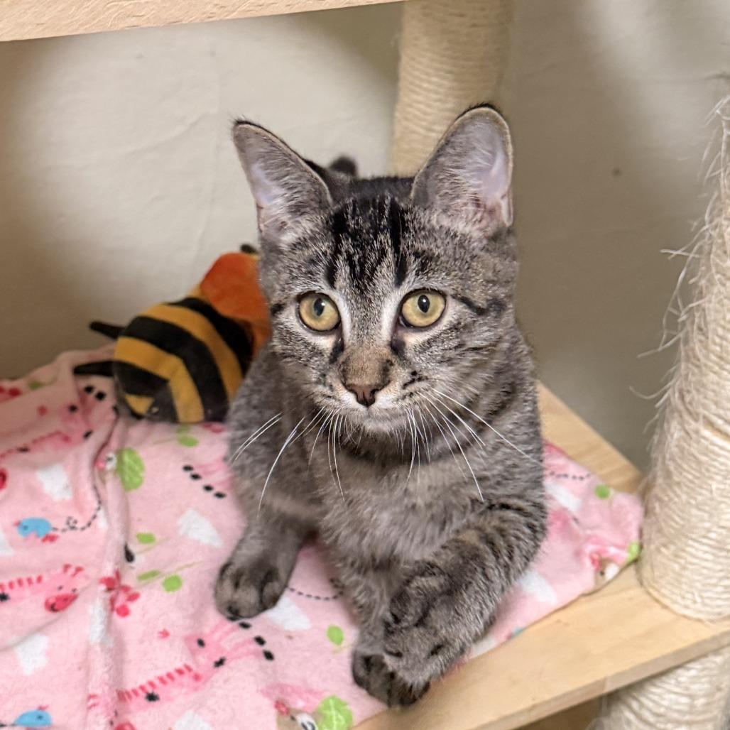 Enlarge Flynn, a Adoptable Domestic Short Hair in Richland, MI image 4/5