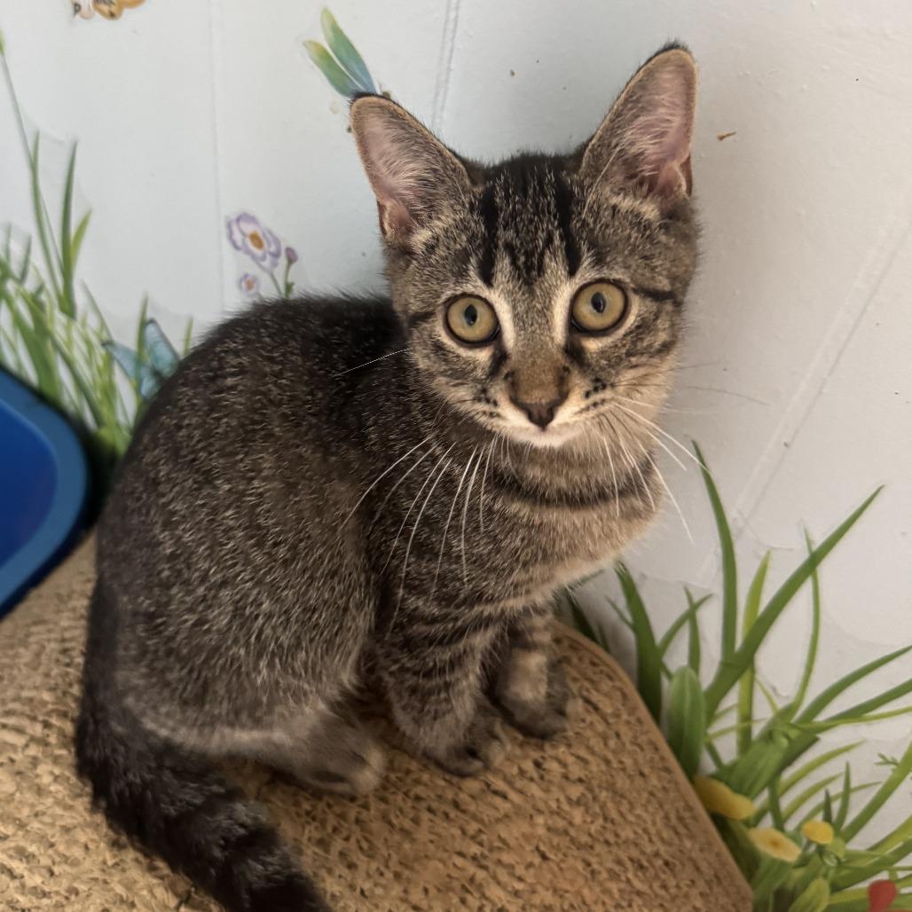 Enlarge Flynn, a Adoptable Domestic Short Hair in Richland, MI image 3/3