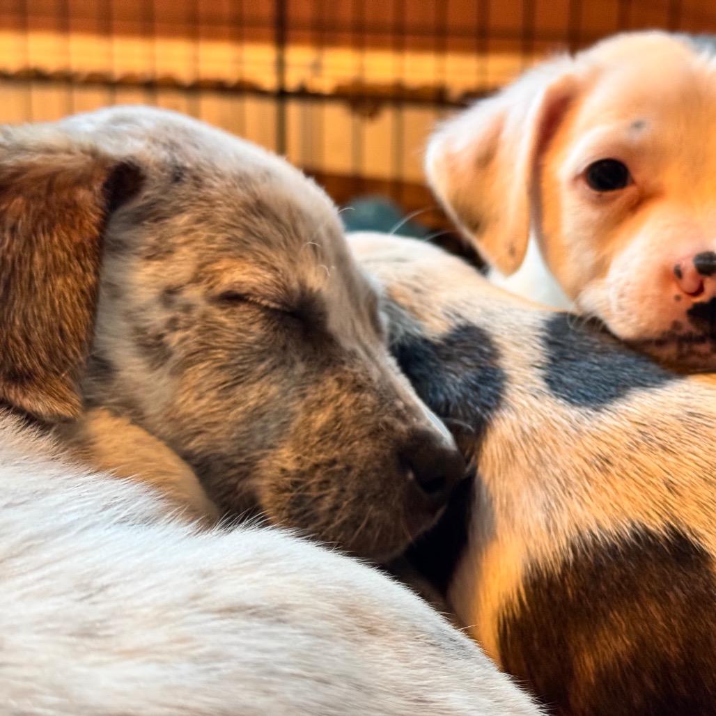 Fozzie, Adoptable, Puppy Male Cattle Dog & Pit Bull Terrier.