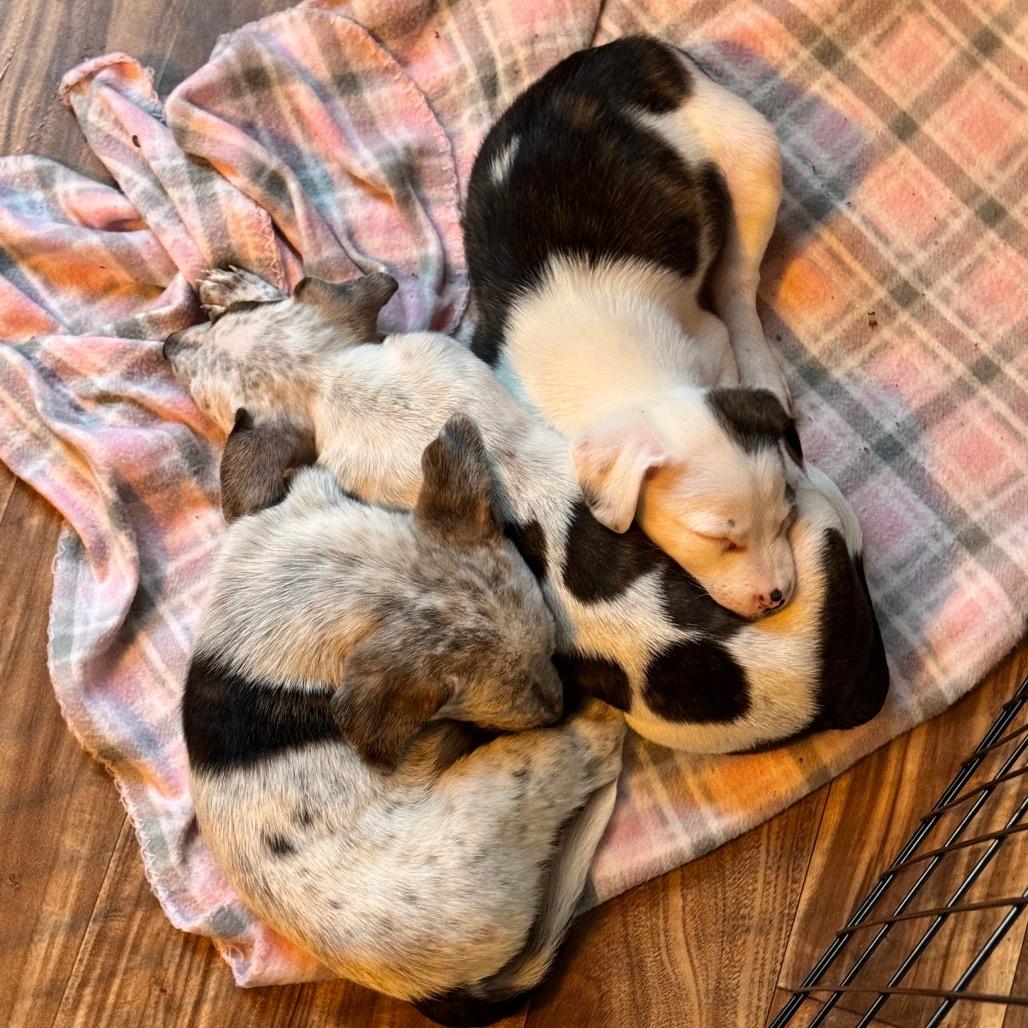 Enlarge Fozzie, a Adoptable mixed breed in Kansas City, MO image 2/6