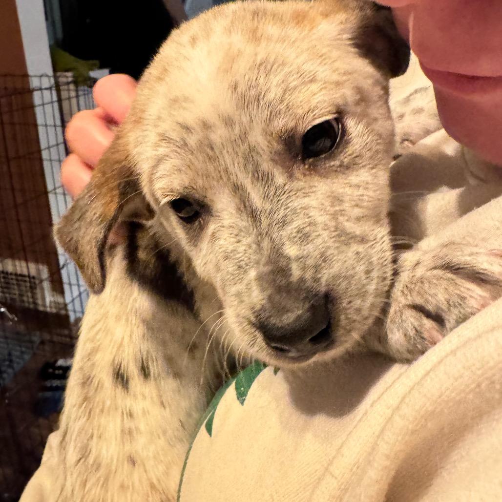 Enlarge Fozzie, a Adoptable mixed breed in Kansas City, MO image 3/6