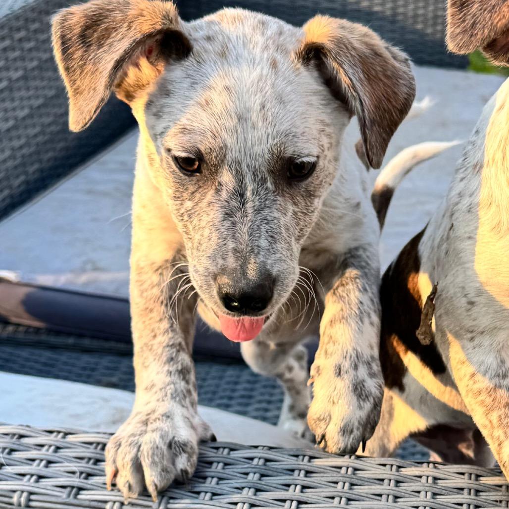 Enlarge Fozzie, a Adoptable mixed breed in Kansas City, MO image 4/6