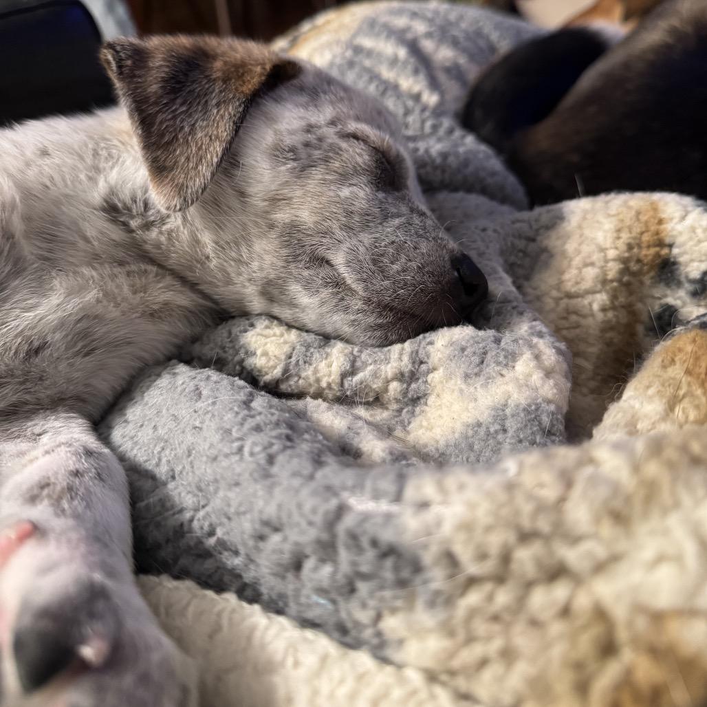 Enlarge Fozzie, a Adoptable mixed breed in Kansas City, MO image 5/6