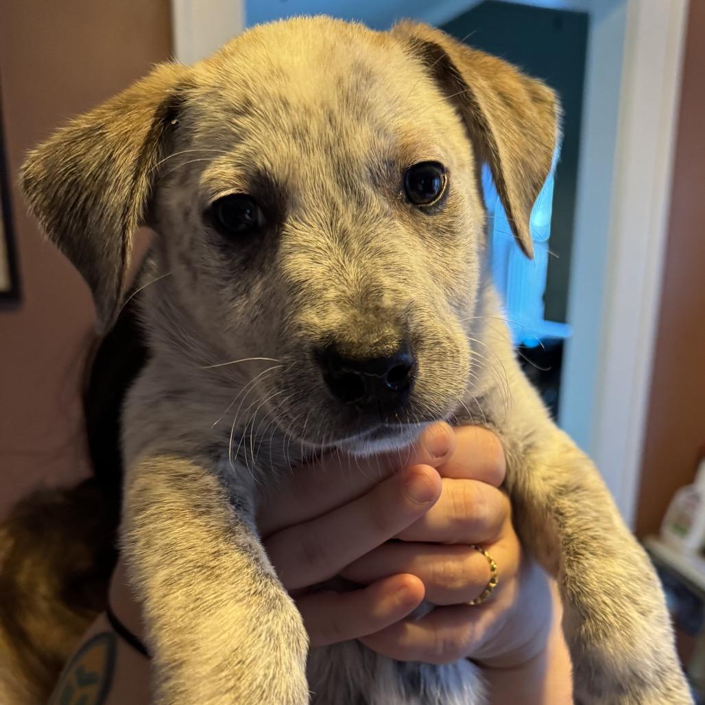 Enlarge Fozzie, a Adoptable mixed breed in Kansas City, MO image 6/6
