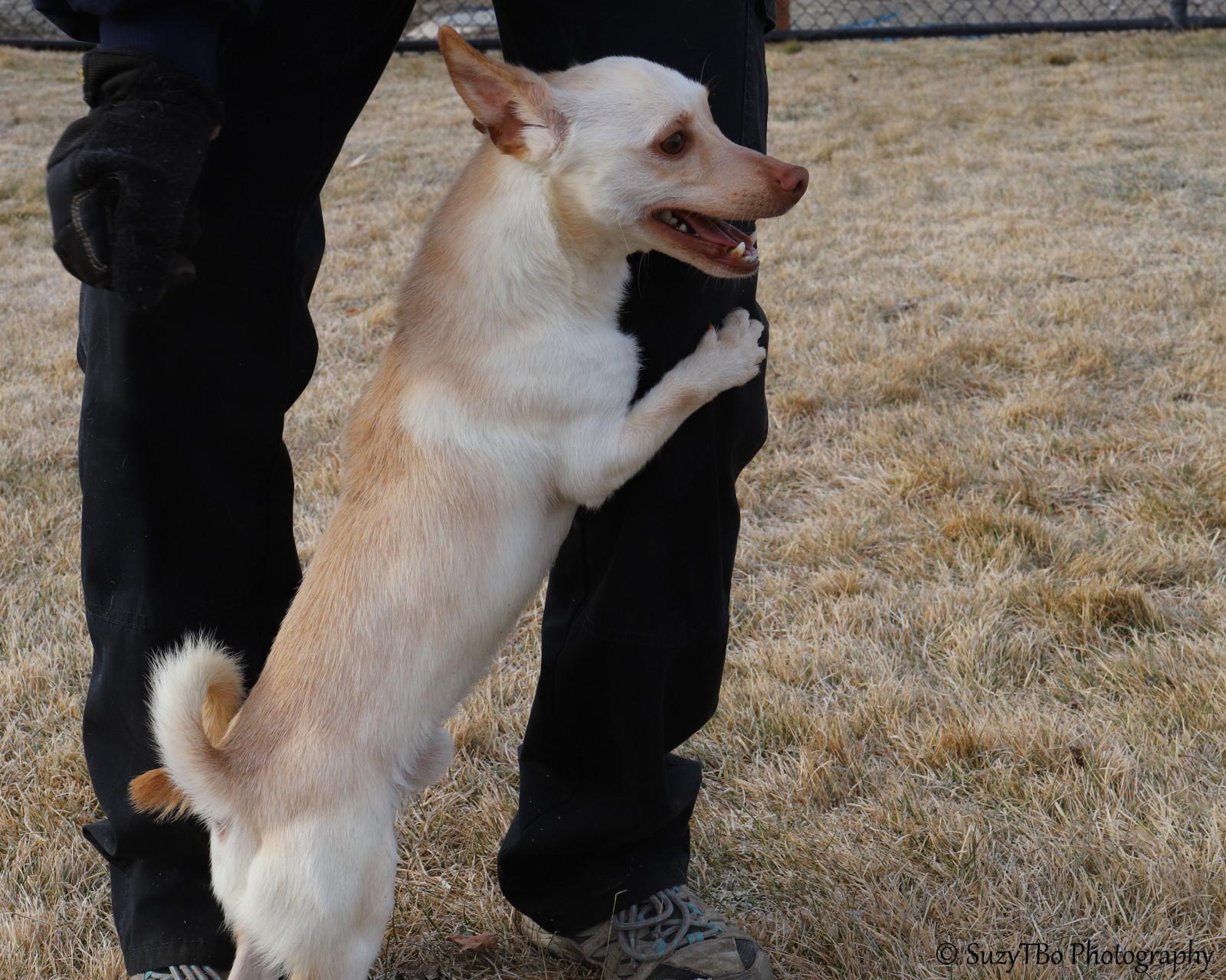 Enlarge Chico , a ADOPTABLE mixed breed in Montrose, CO image 2/3