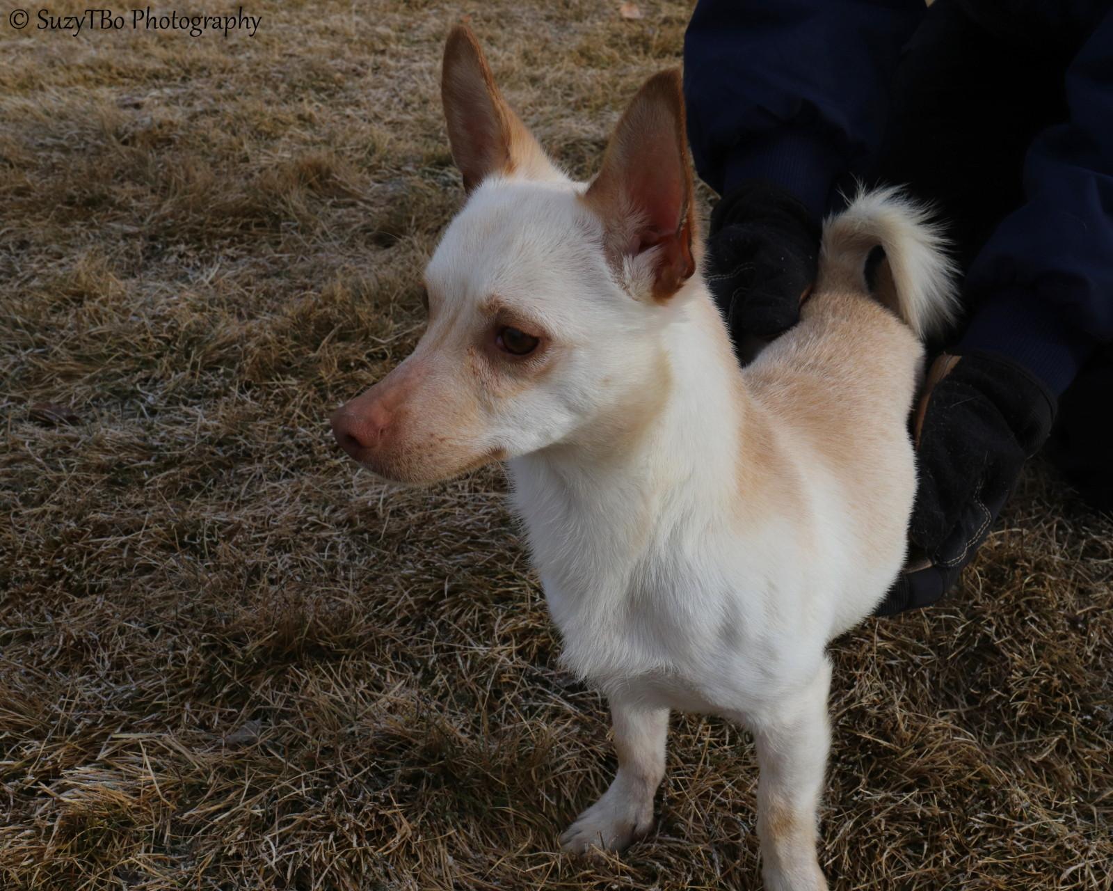 Enlarge Chico , a ADOPTABLE mixed breed in Montrose, CO image 3/3