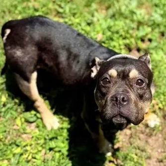 Sally, Adoptable, Adult Female French Bulldog.