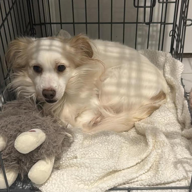 Falkor, Adoptable, Adult Male Mixed Breed.