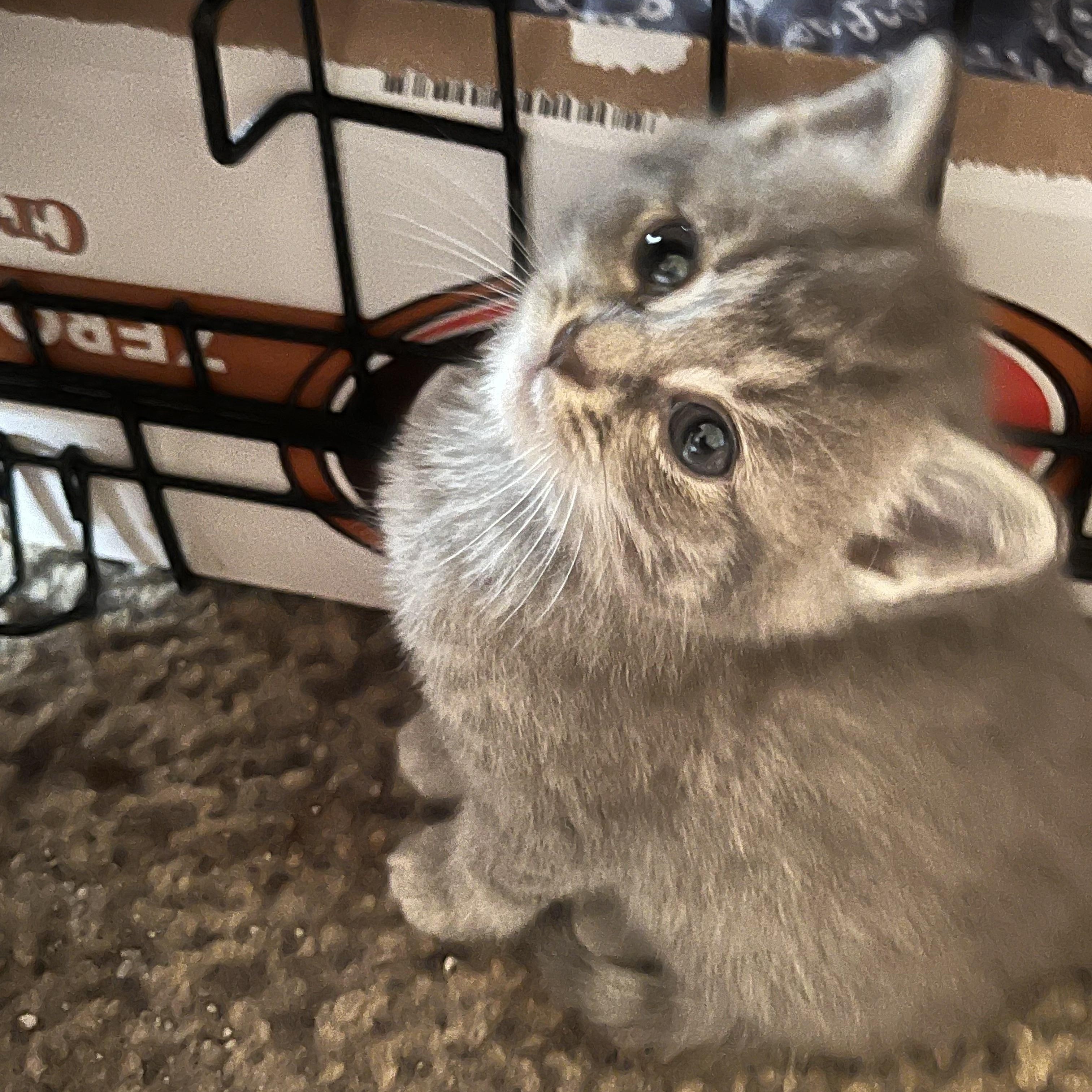 Wilma, a ADOPTABLE Domestic Short Hair in Morgantown, WV image 1/5