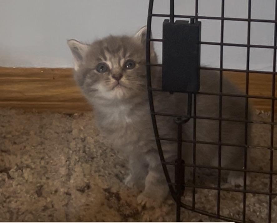 Wilma, a ADOPTABLE Domestic Short Hair in Morgantown, WV image 3/5