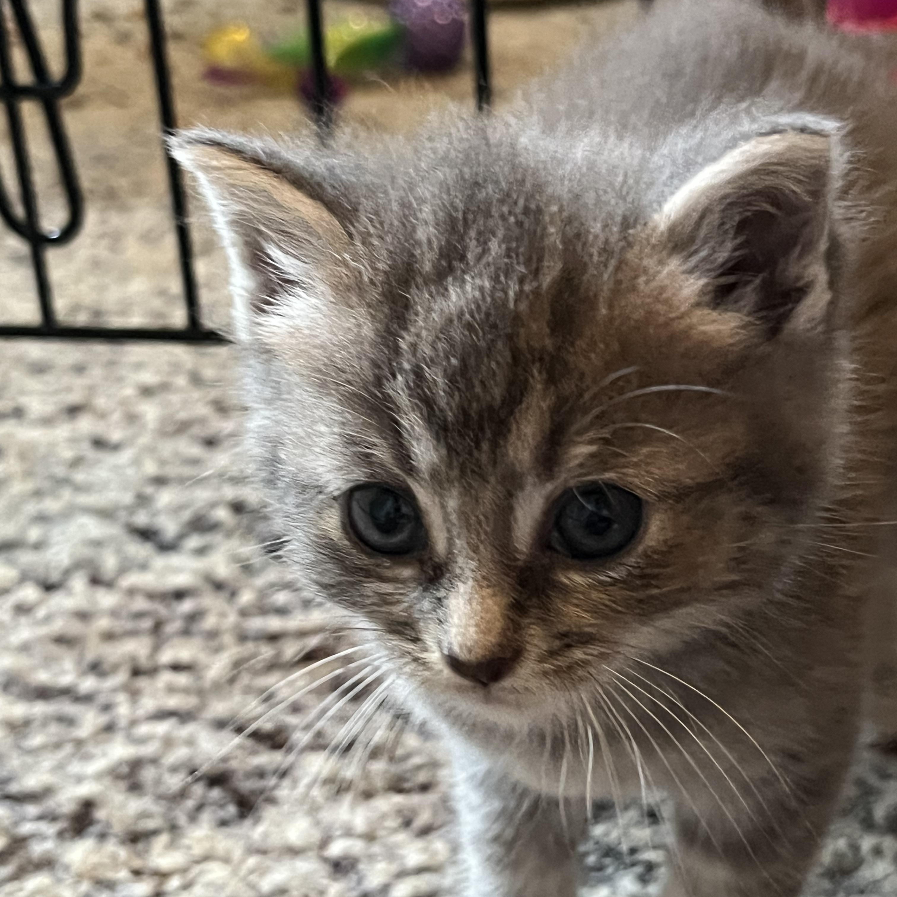 Wilma, a ADOPTABLE Domestic Short Hair in Morgantown, WV image 5/5