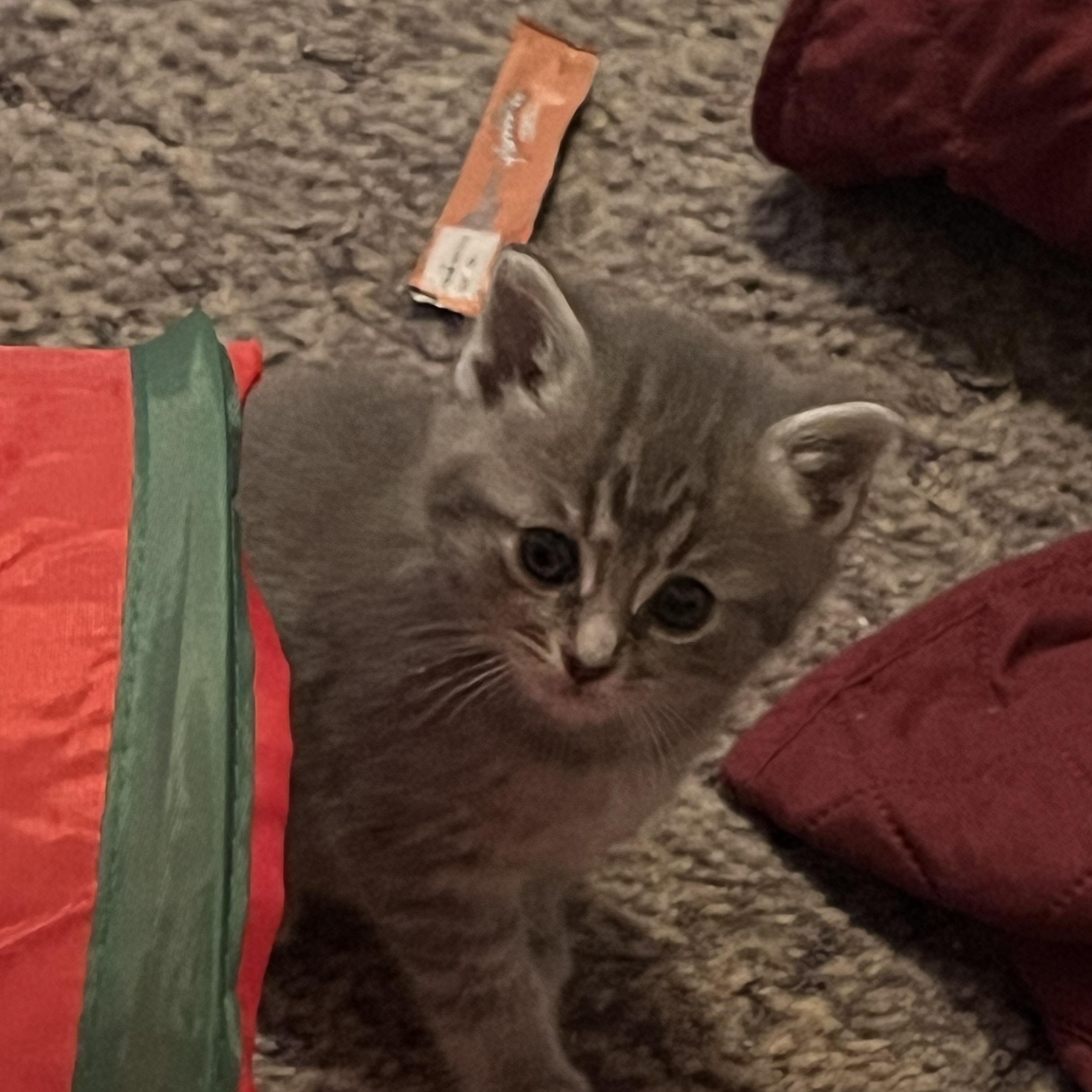 Wilma, a ADOPTABLE Domestic Short Hair in Morgantown, WV image 2/5