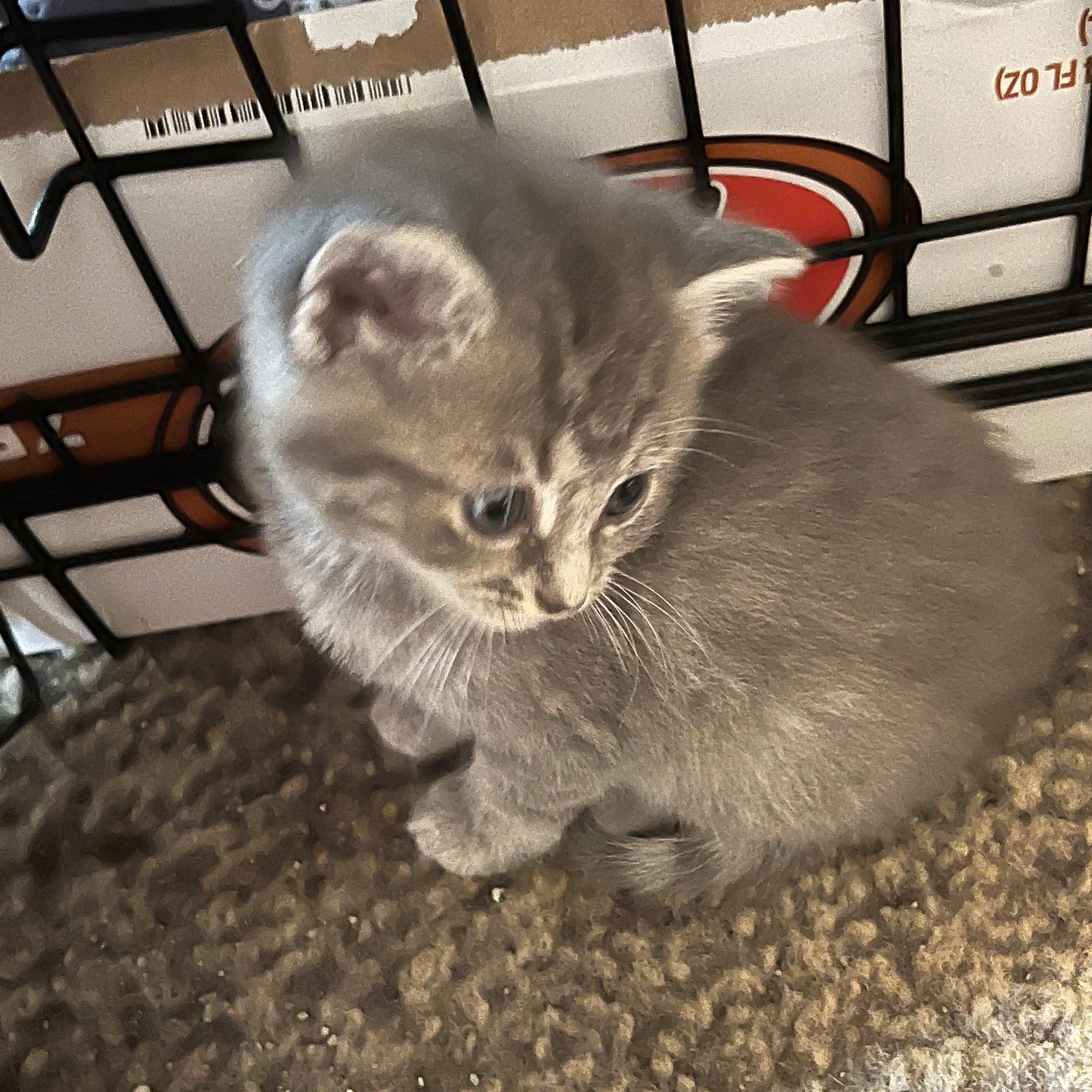 Wilma, a ADOPTABLE Domestic Short Hair in Morgantown, WV image 4/5