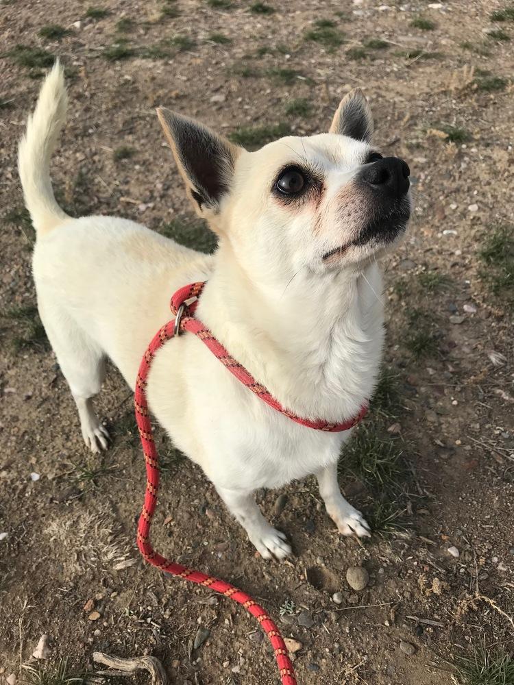 Tater Tot, Adoptable, Adult Male Chihuahua.