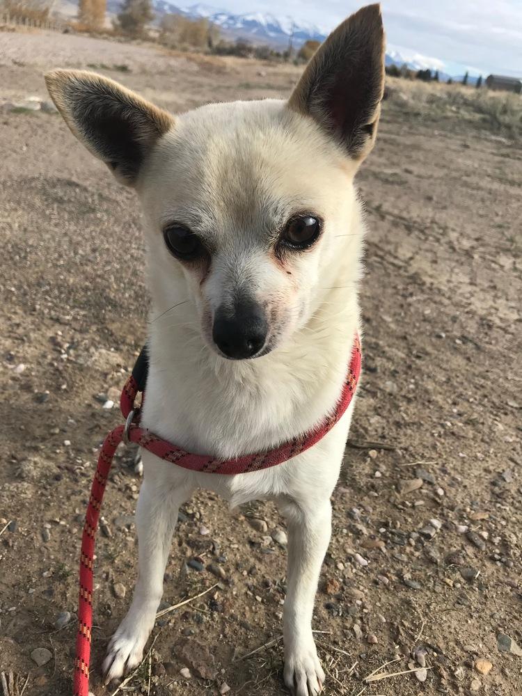 Enlarge Tater Tot, a Adoptable Chihuahua in Challis, ID image 2/3