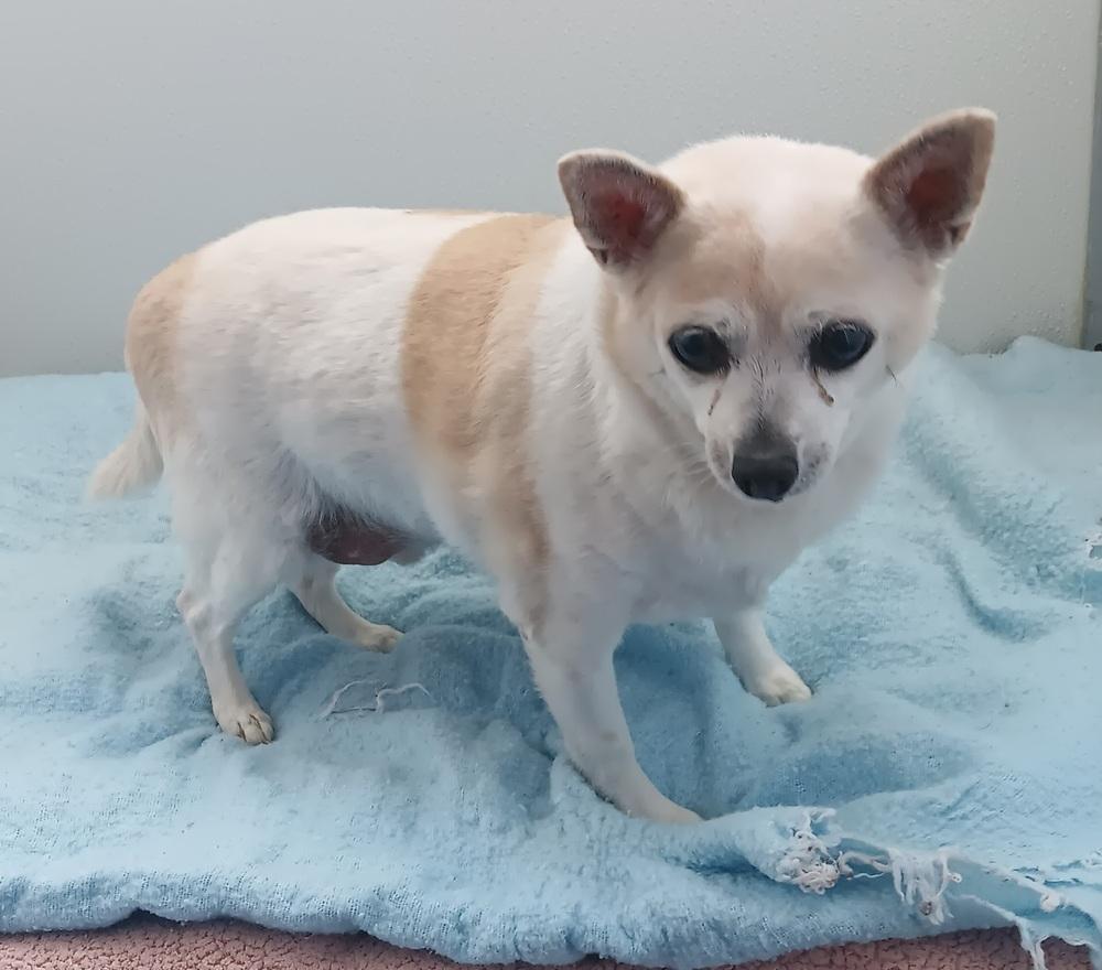 Enlarge Tater Tot, a Adoptable Chihuahua in Challis, ID image 3/3