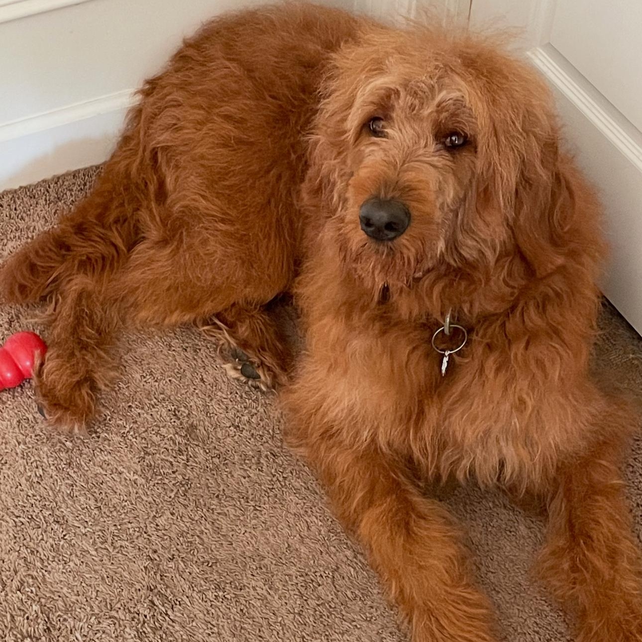 Gunner, ADOPTABLE, Adult Male Goldendoodle.