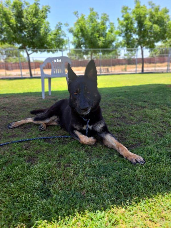 Artemis, Adoptable, Adult Male German Shepherd Dog.