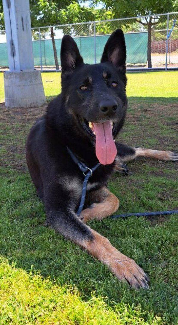 Artemis, a Adoptable mixed breed in Tulare, CA image 2/6