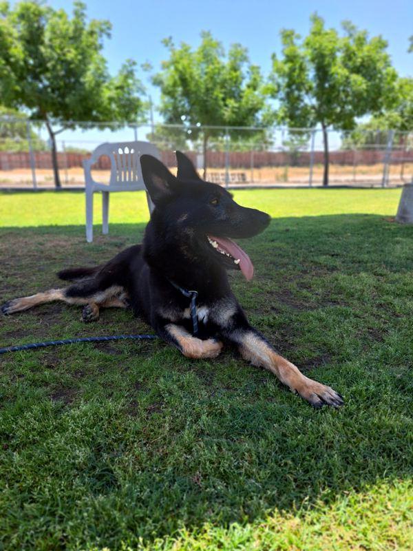 Artemis, a Adoptable mixed breed in Tulare, CA image 3/6