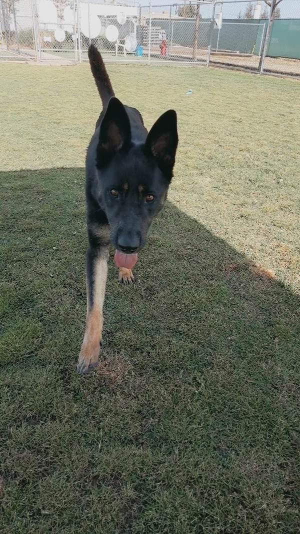 Artemis, a Adoptable mixed breed in Tulare, CA image 4/6