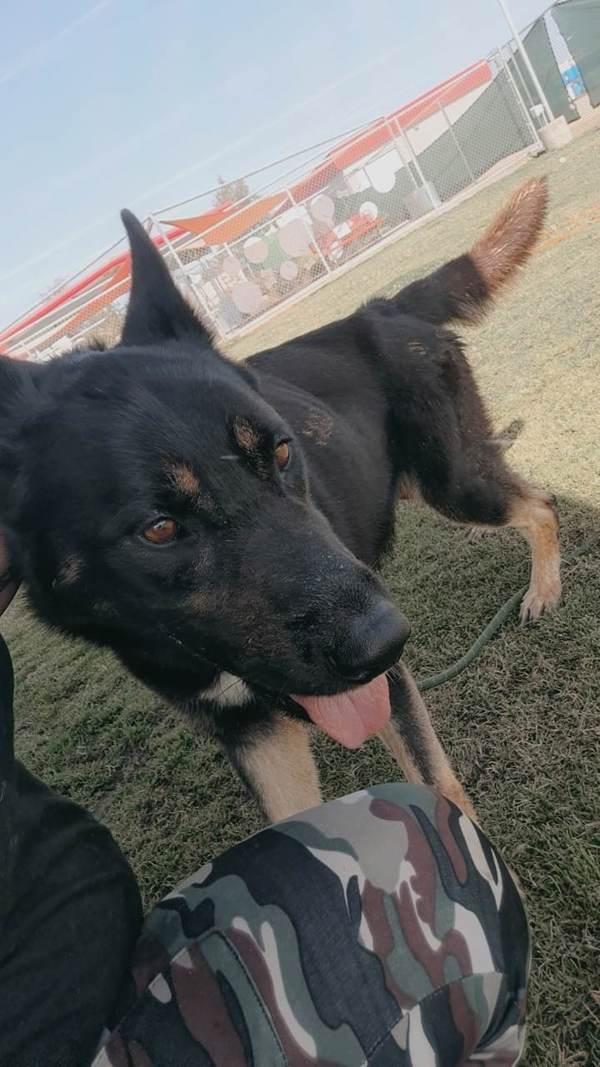 Artemis, a Adoptable mixed breed in Tulare, CA image 5/6