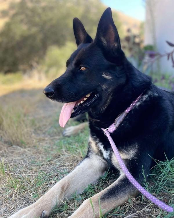 Artemis, a Adoptable mixed breed in Tulare, CA image 6/6