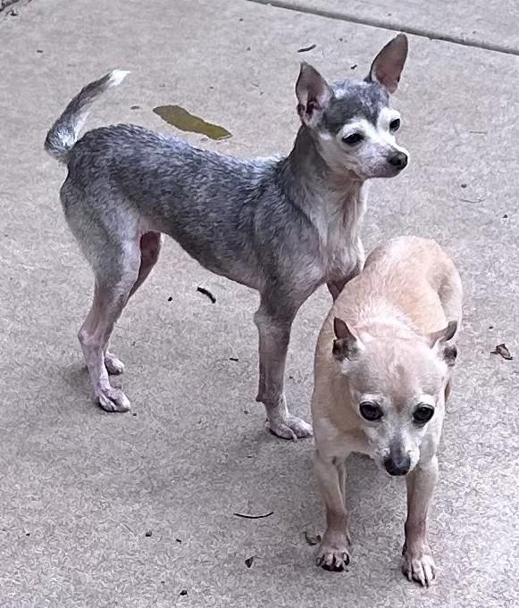Peanut and Jelly, Senior Female Chihuahua