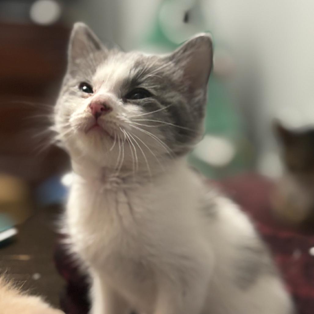 Neil Diamond, Adoptable, Young Male Domestic Short Hair.