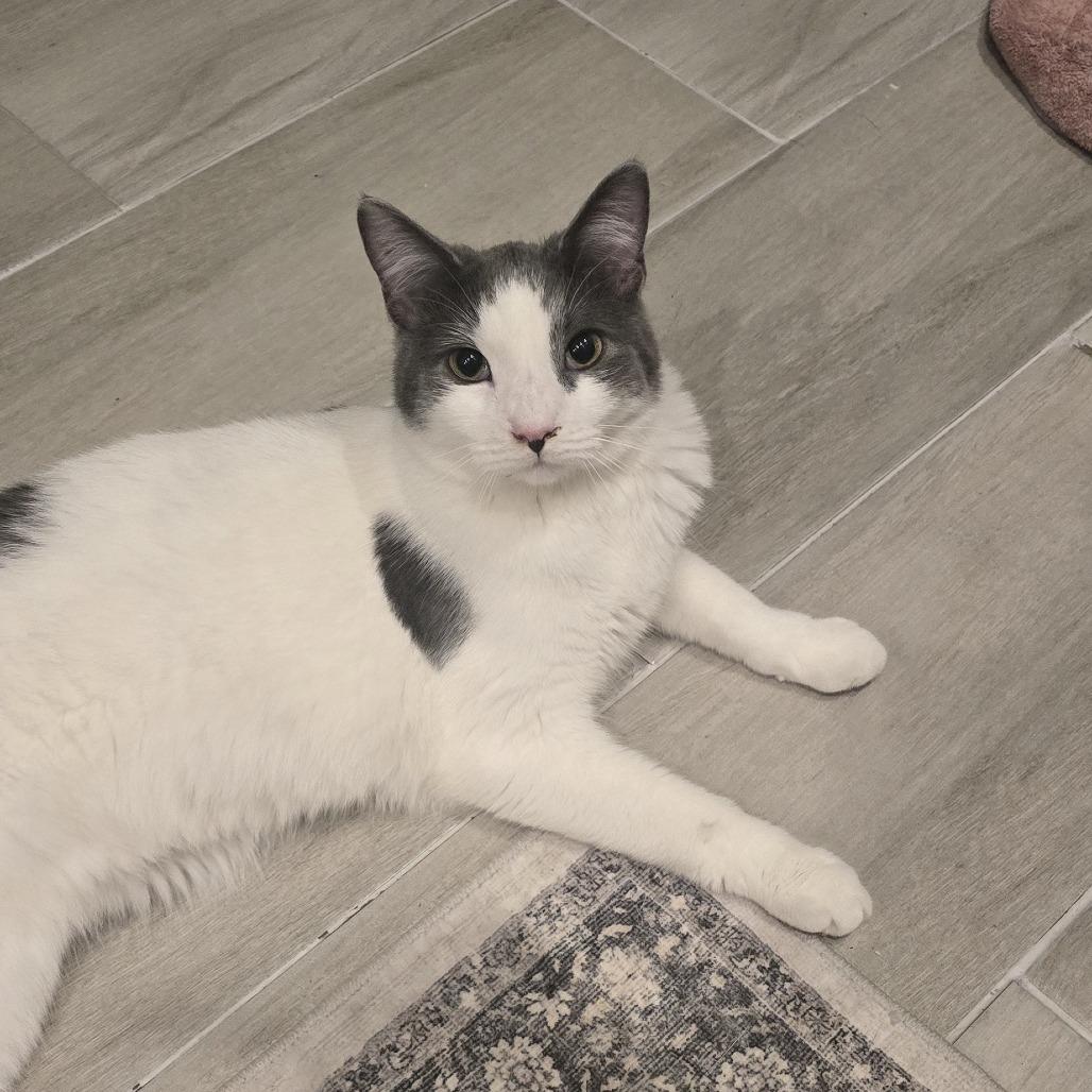 Enlarge Neil Diamond, a Adoptable Domestic Short Hair in Ferndale, MI image 3/6