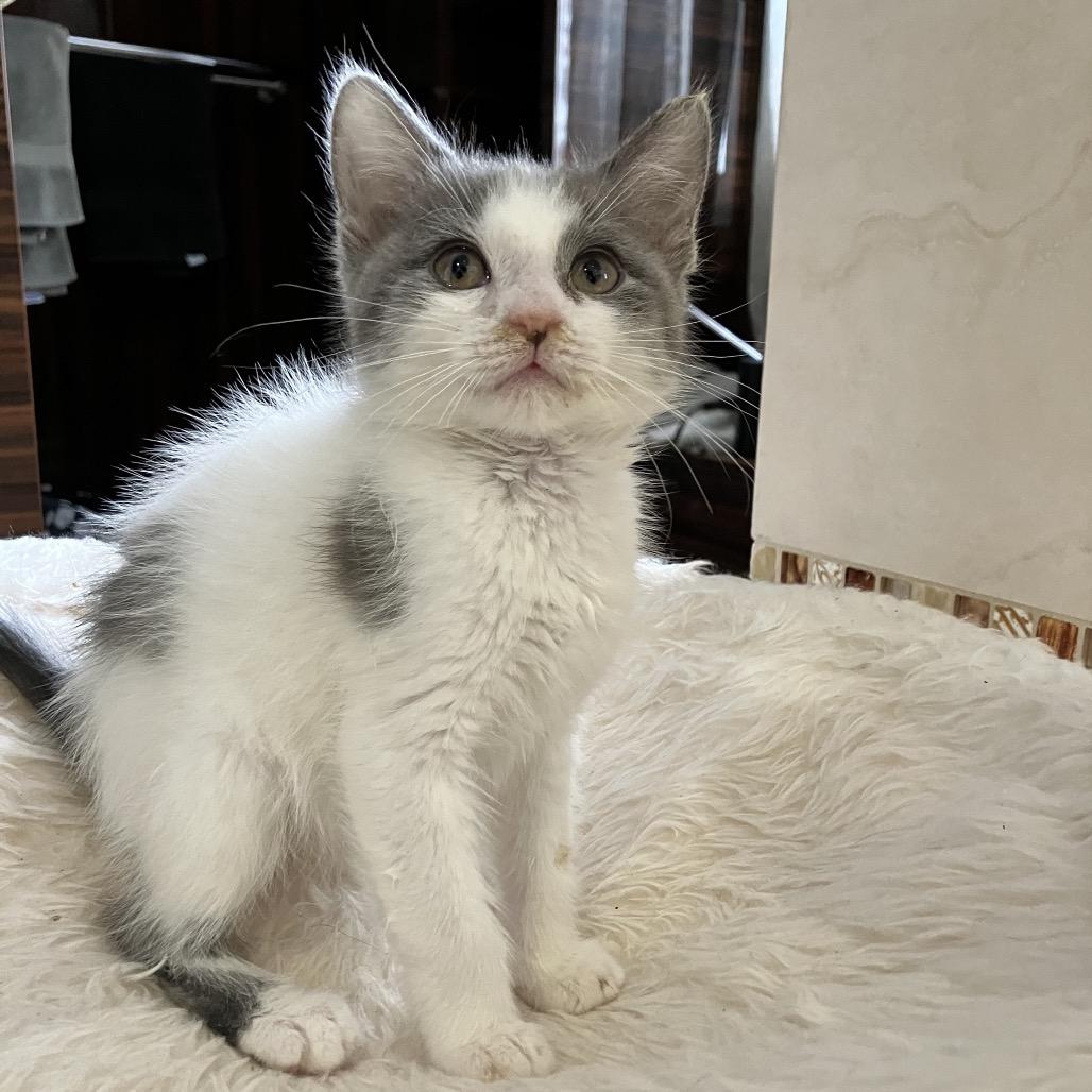Enlarge Neil Diamond, a Adoptable Domestic Short Hair in Ferndale, MI image 5/6