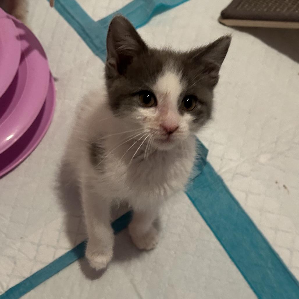 Enlarge Neil Diamond, a Adoptable Domestic Short Hair in Ferndale, MI image 6/6