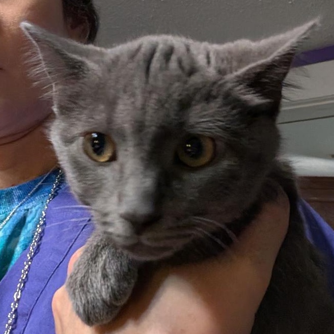 Zahara, a ADOPTABLE Domestic Short Hair in Reisterstown, MD image 3/4