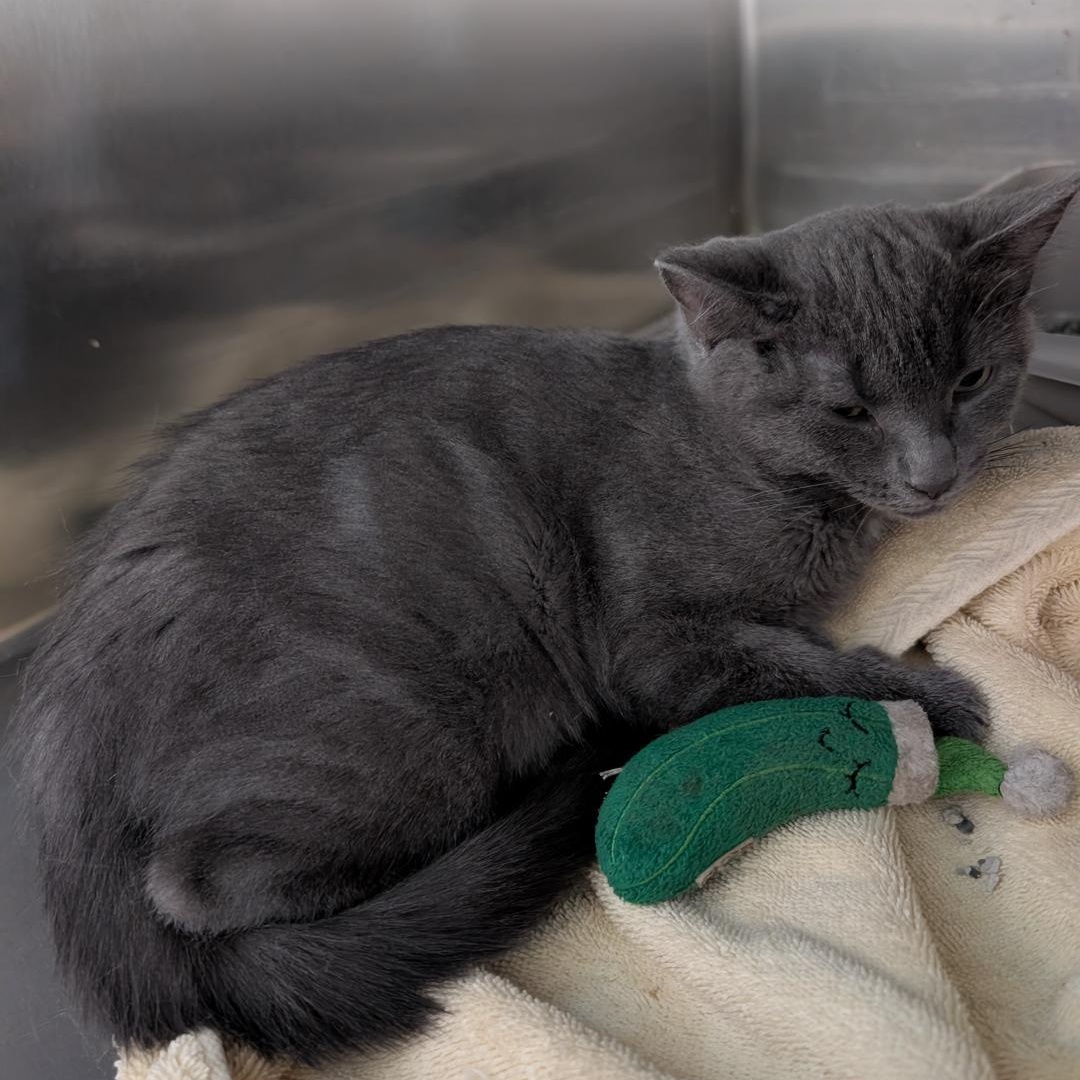 Zahara, a ADOPTABLE Domestic Short Hair in Reisterstown, MD image 4/4