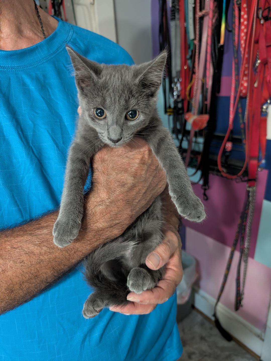 Zahara, ADOPTABLE, Kitten Female Domestic Short Hair.