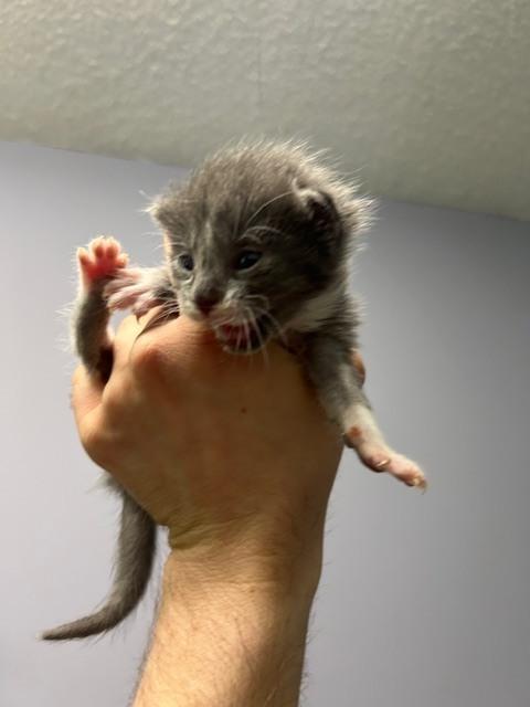Oyster, Adoptable, Kitten Male American Shorthair.