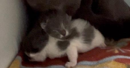 Oyster, a Adoptable American Shorthair in Muskegon, MI image 2/2
