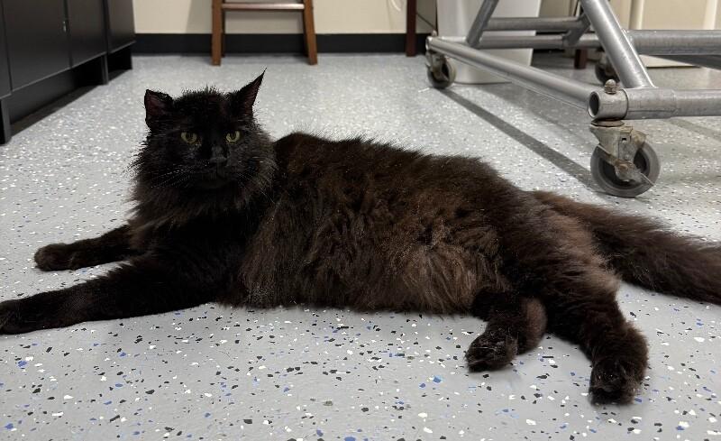 Bug, Adoptable, Adult Male Domestic Long Hair.