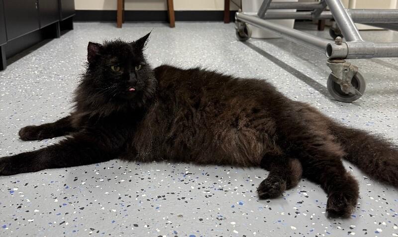 Bug, a Adoptable Domestic Long Hair in Yankton, SD image 2/4