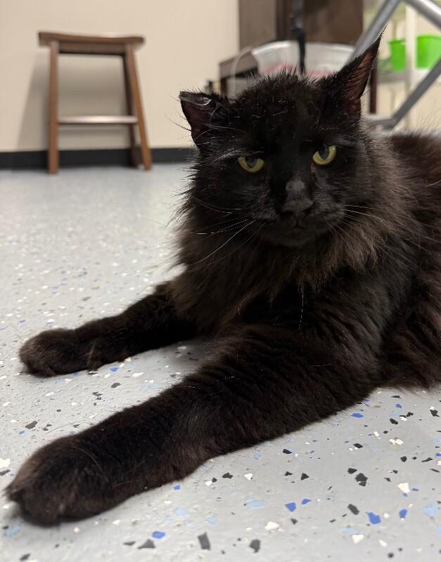 Bug, a Adoptable Domestic Long Hair in Yankton, SD image 3/4