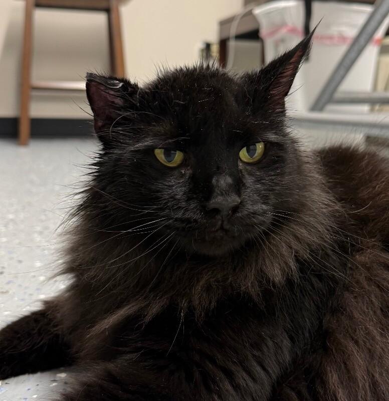 Bug, a Adoptable Domestic Long Hair in Yankton, SD image 4/4