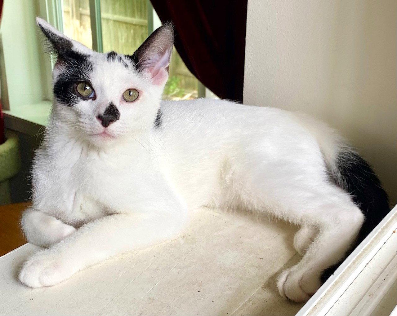 Enlarge Seba, a Adoptable Domestic Short Hair in Leesburg, VA image 1/3