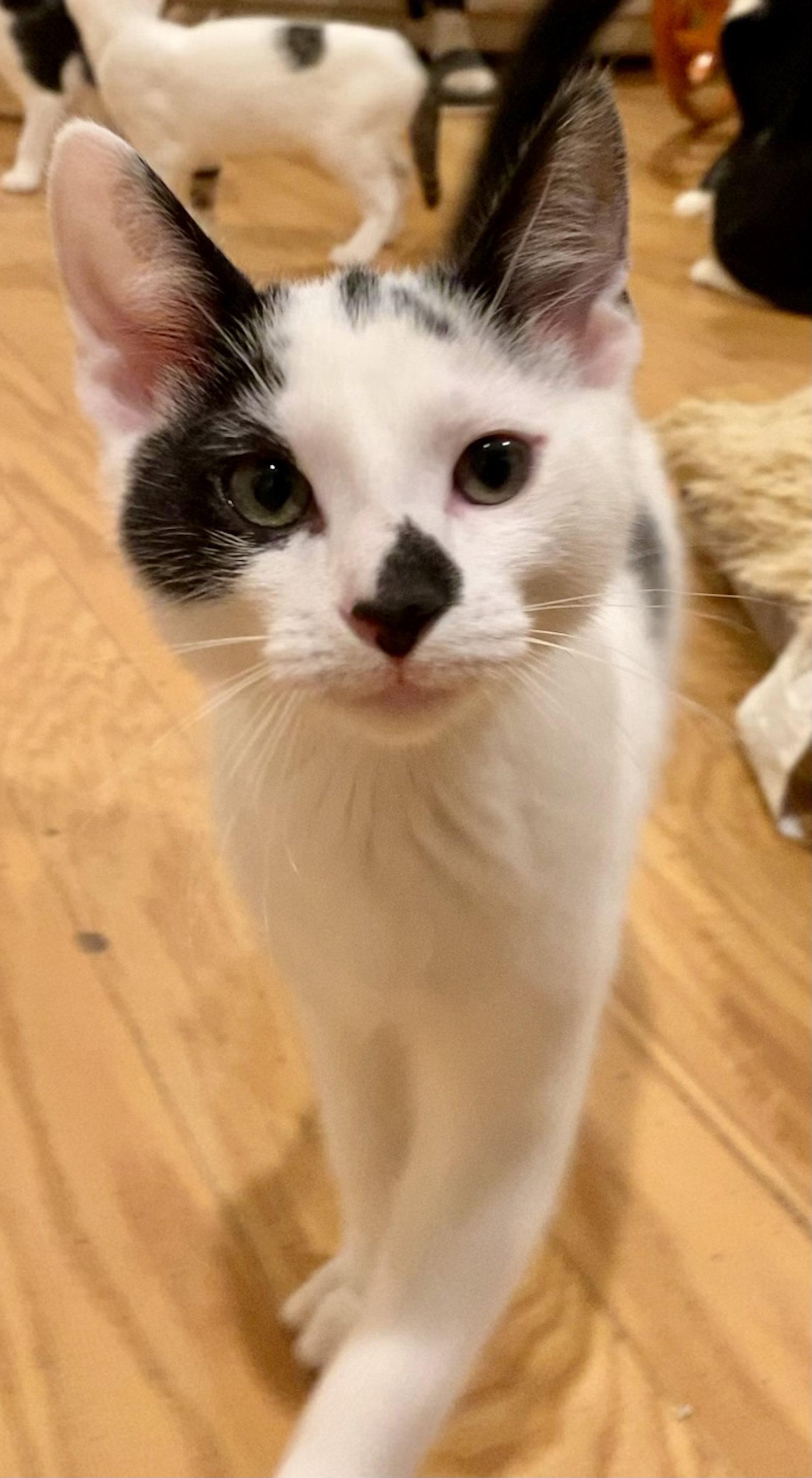 Seba, Adoptable, Kitten Male Domestic Short Hair.