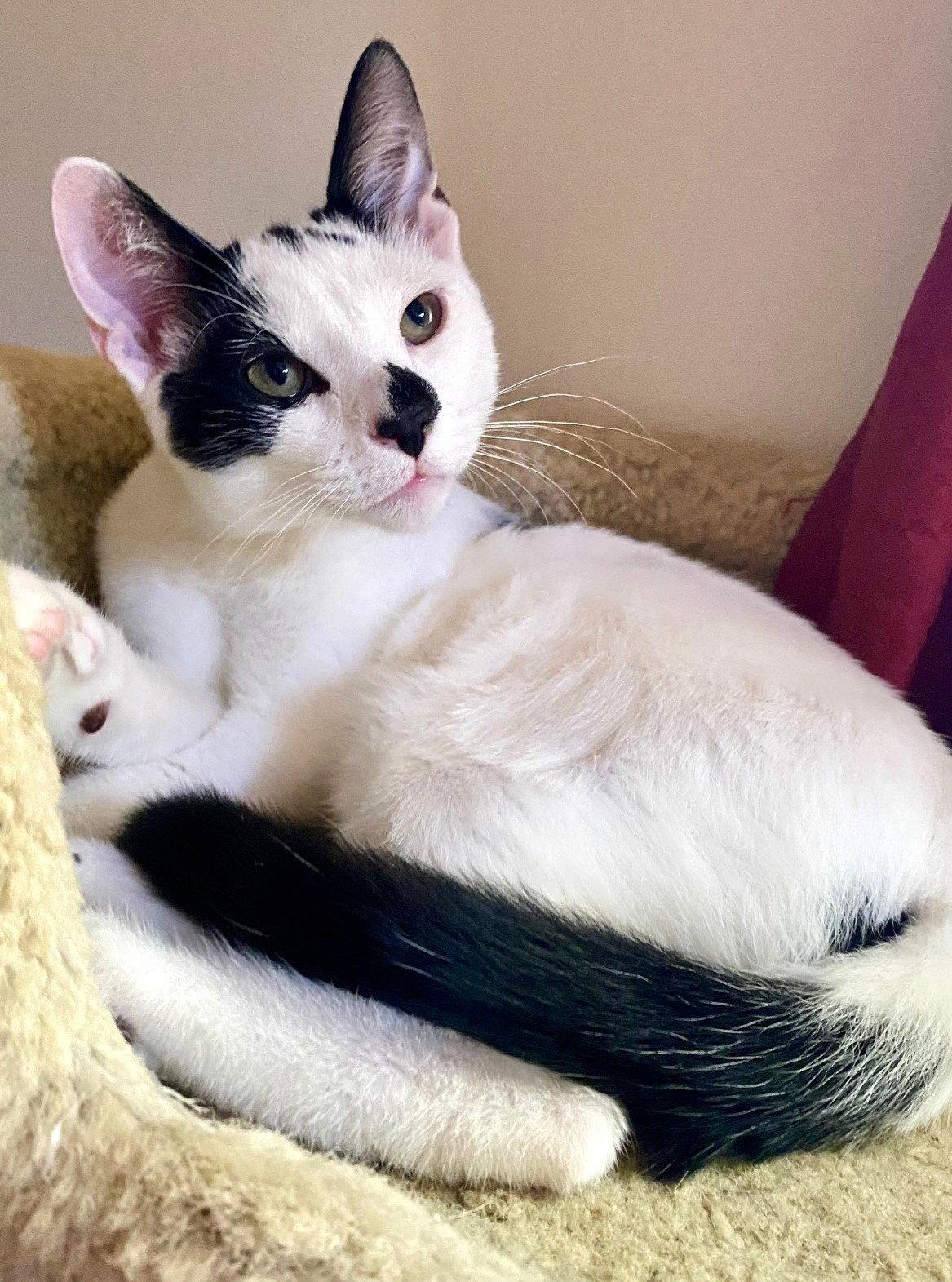 Enlarge Seba, a Adoptable Domestic Short Hair in Leesburg, VA image 2/3