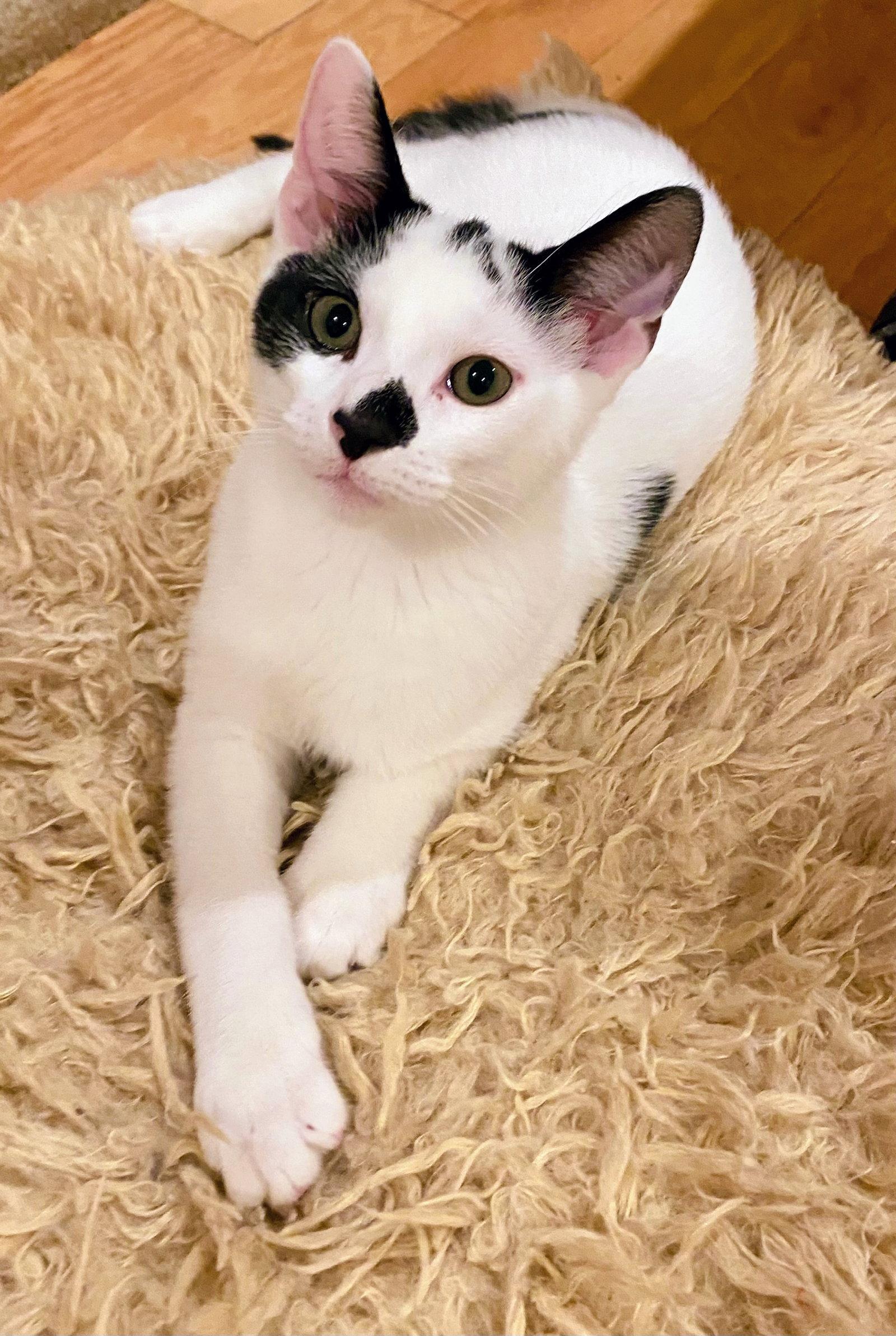 Enlarge Seba, a Adoptable Domestic Short Hair in Reston, VA image 2/3
