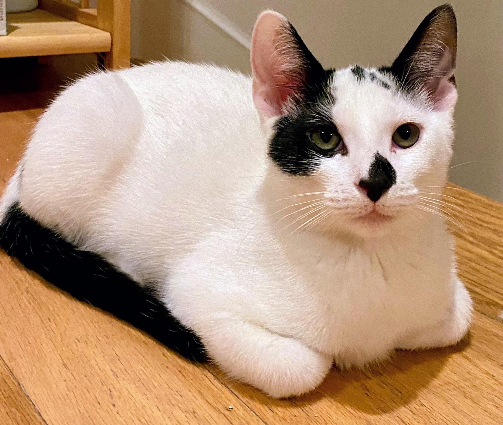 Enlarge Seba, a Adoptable Domestic Short Hair in Reston, VA image 3/3