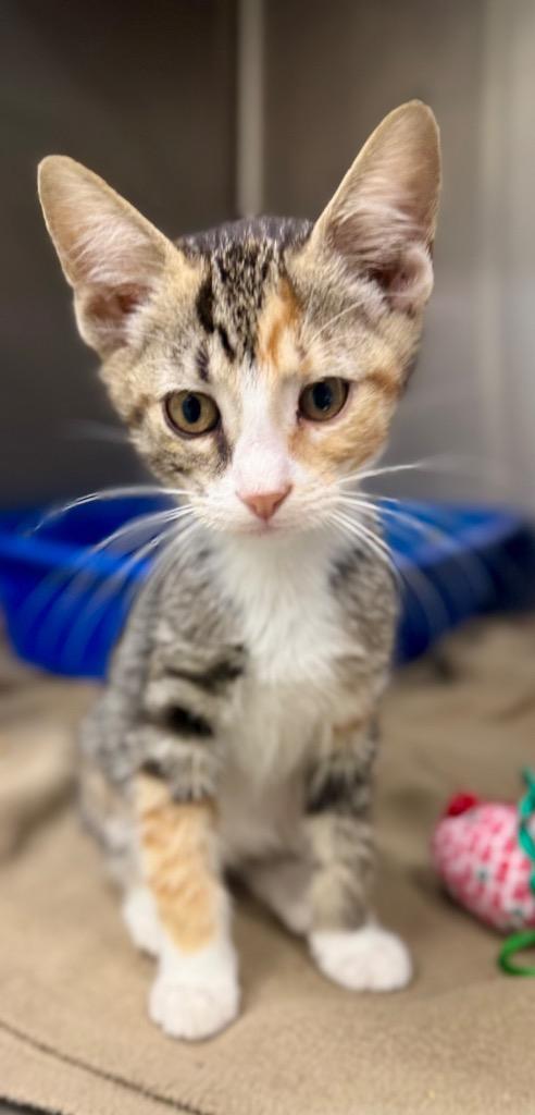 Gertrude, Adoptable, Kitten Female Domestic Short Hair.