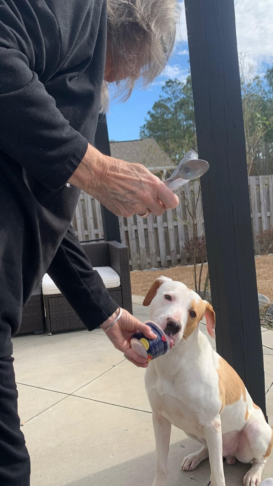 Peanut Butter, a ADOPTABLE Mixed Breed in Sunset Bch, NC image 4/4