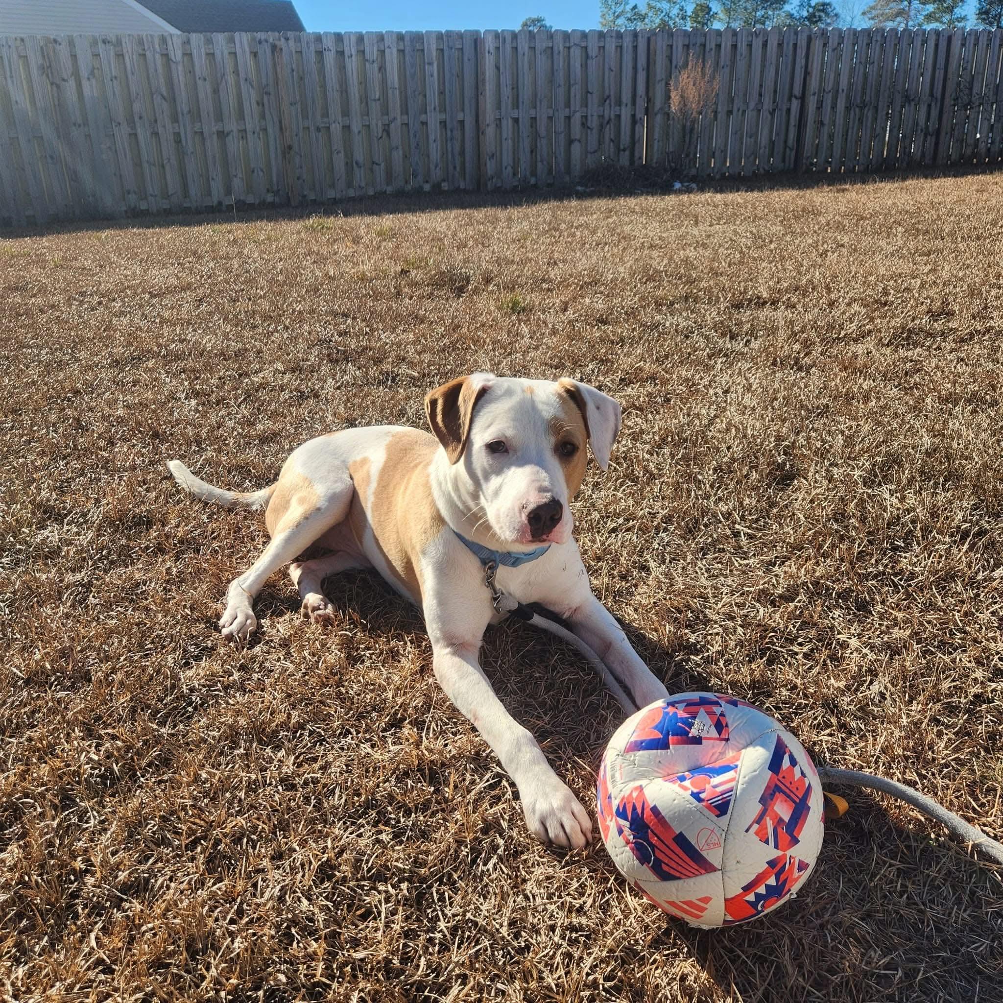 Peanut Butter, a ADOPTABLE Mixed Breed in Sunset Bch, NC image 2/4