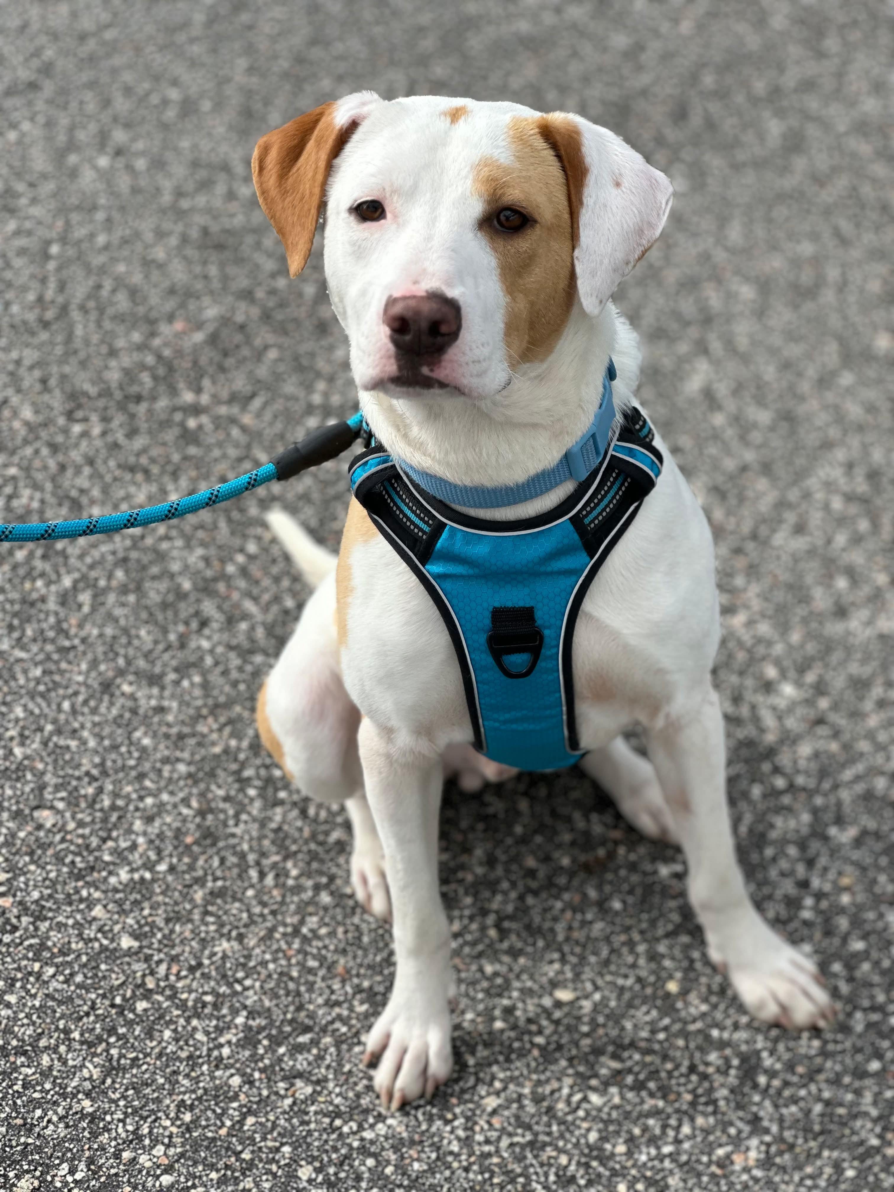 Peanut Butter, a ADOPTABLE Mixed Breed in Sunset Bch, NC image 1/4